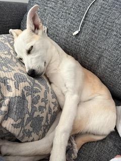 Snowy, a ADOPTABLE mixed breed in Manhasset, NY image 6/6