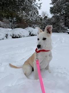 Snowy, ADOPTABLE, Puppy Female Australian Cattle Dog / Blue Heeler & Shepherd.