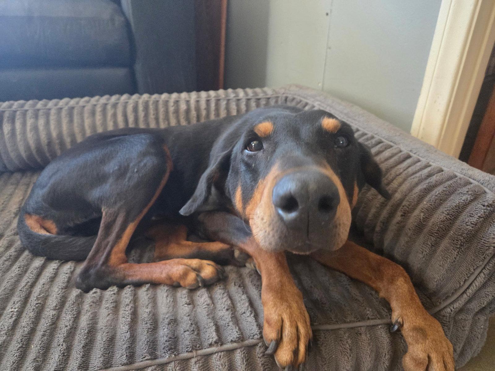 Beta, Adoptable, Senior Female Doberman Pinscher.