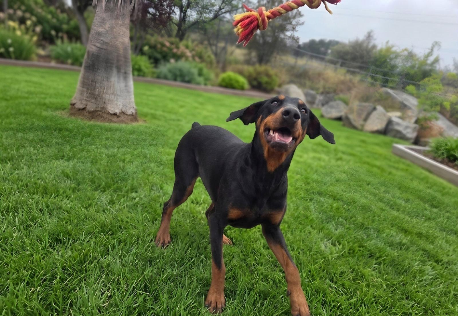 Beta, Adoptable, Senior Female Doberman Pinscher.