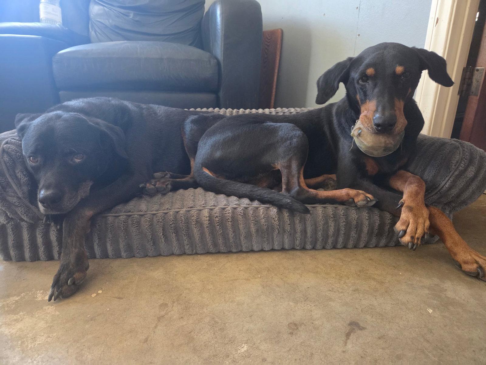 Enlarge Beta, a Adoptable Doberman Pinscher in Escondido, CA image 3/3