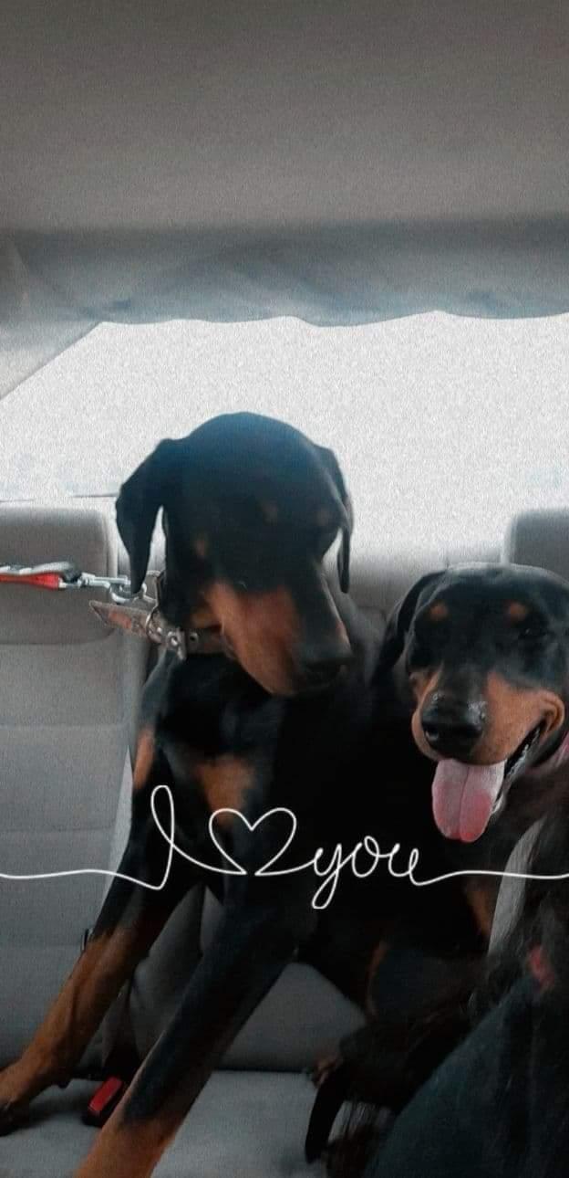 Enlarge Beta, a Adoptable Doberman Pinscher in Escondido, CA image 1/3