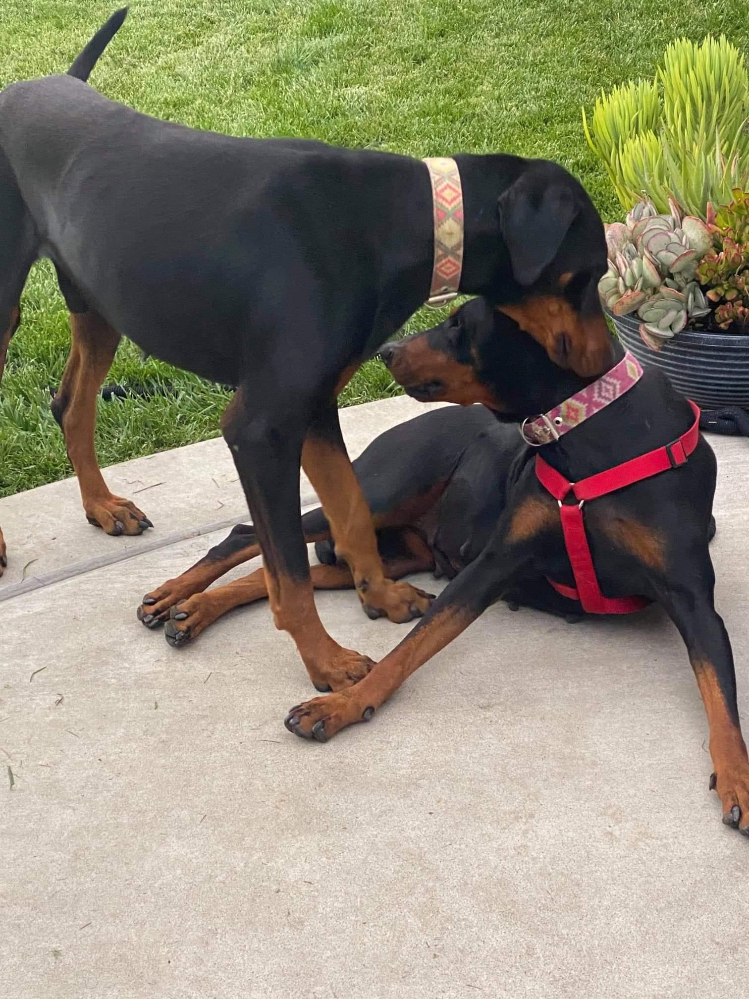 Enlarge Beta, a Adoptable Doberman Pinscher in Escondido, CA image 3/3
