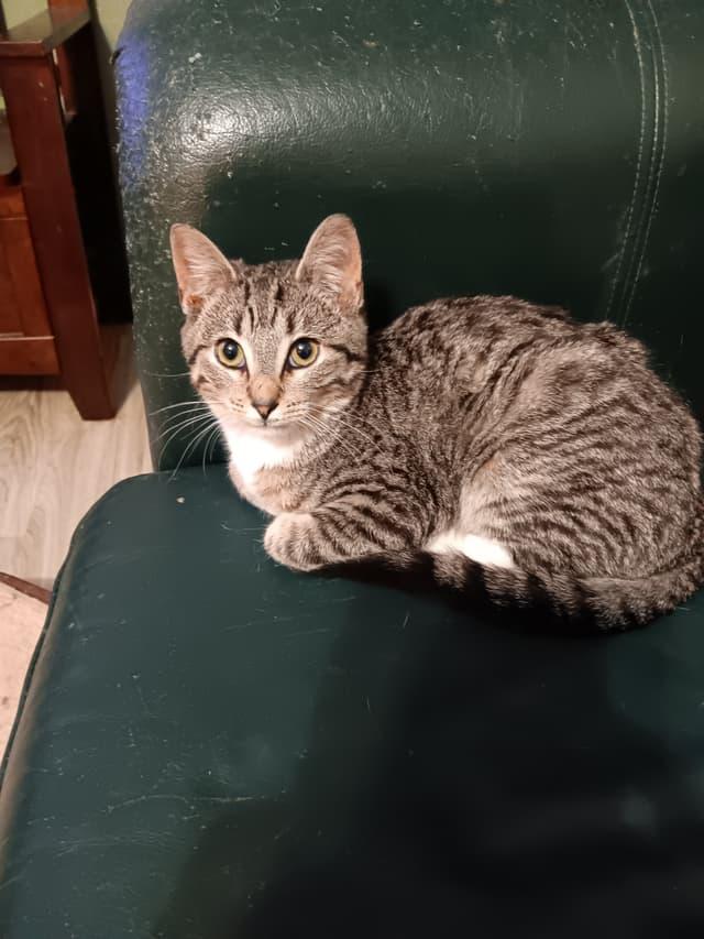 Enlarge Zephyr, a Adoptable mixed breed in Arlington, TX image 1/1