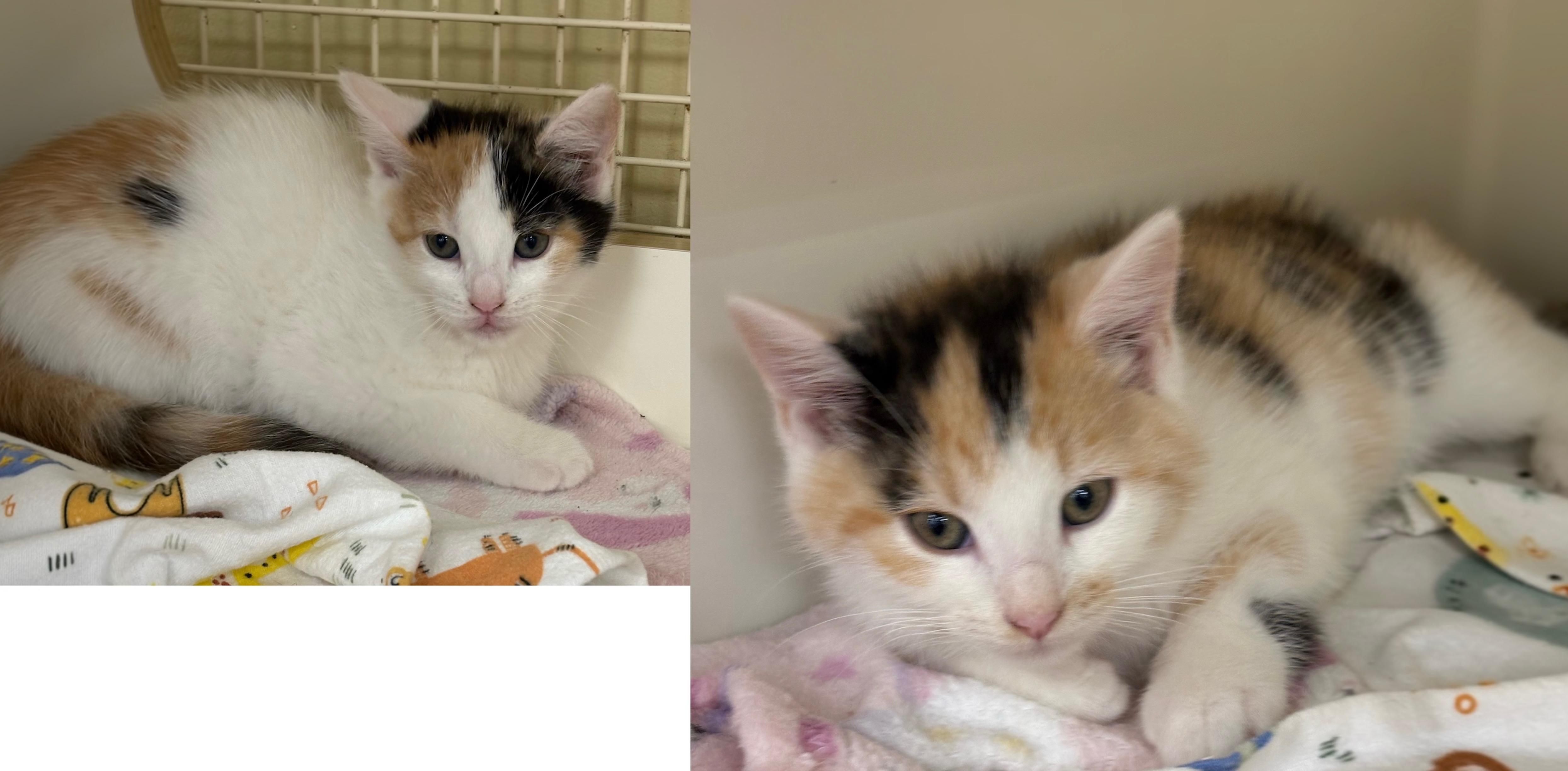 Elsa & Anna, Adoptable, Young Female Domestic Short Hair.