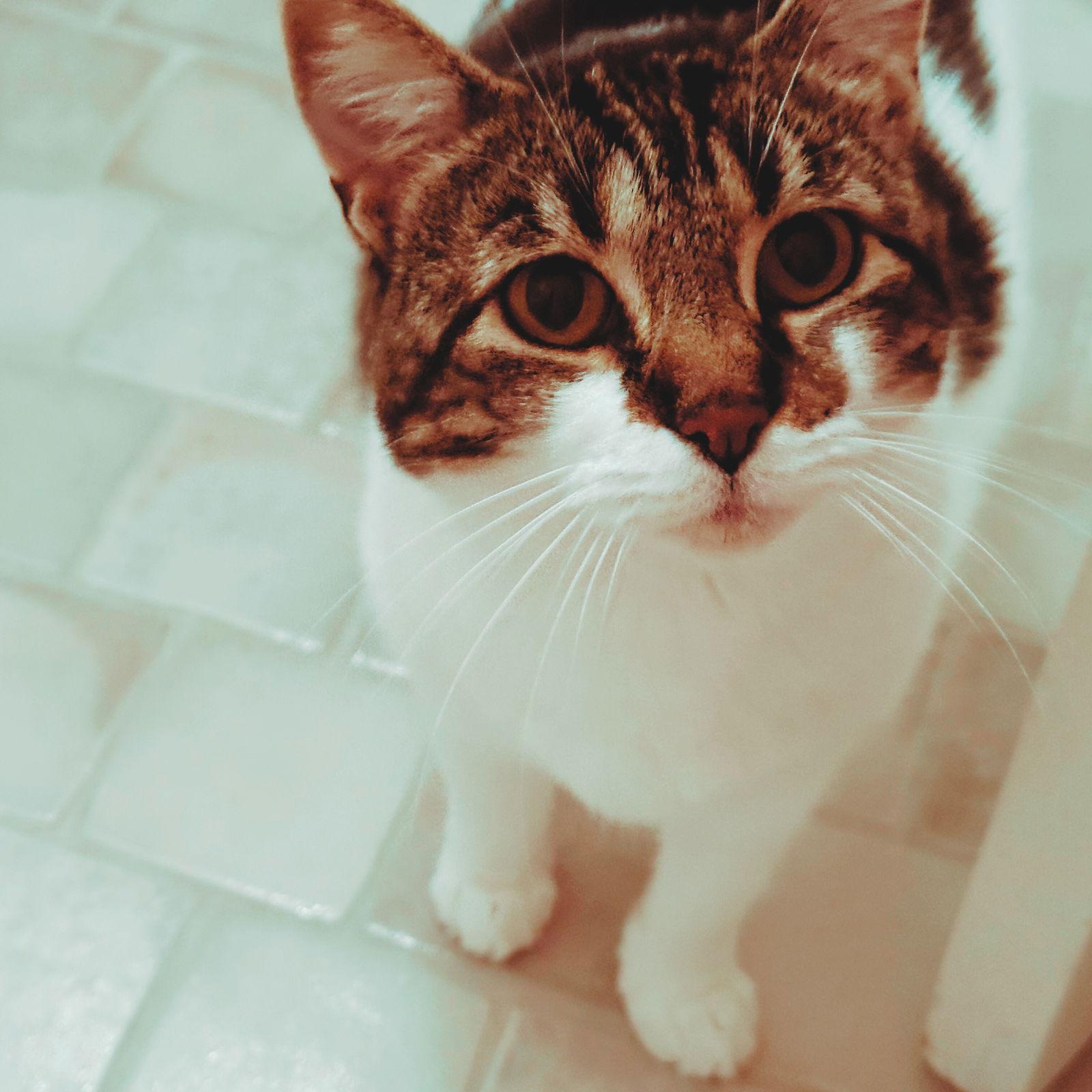 Enlarge Suki, a Adopted Domestic Short Hair in San Jose, CA image 2/3