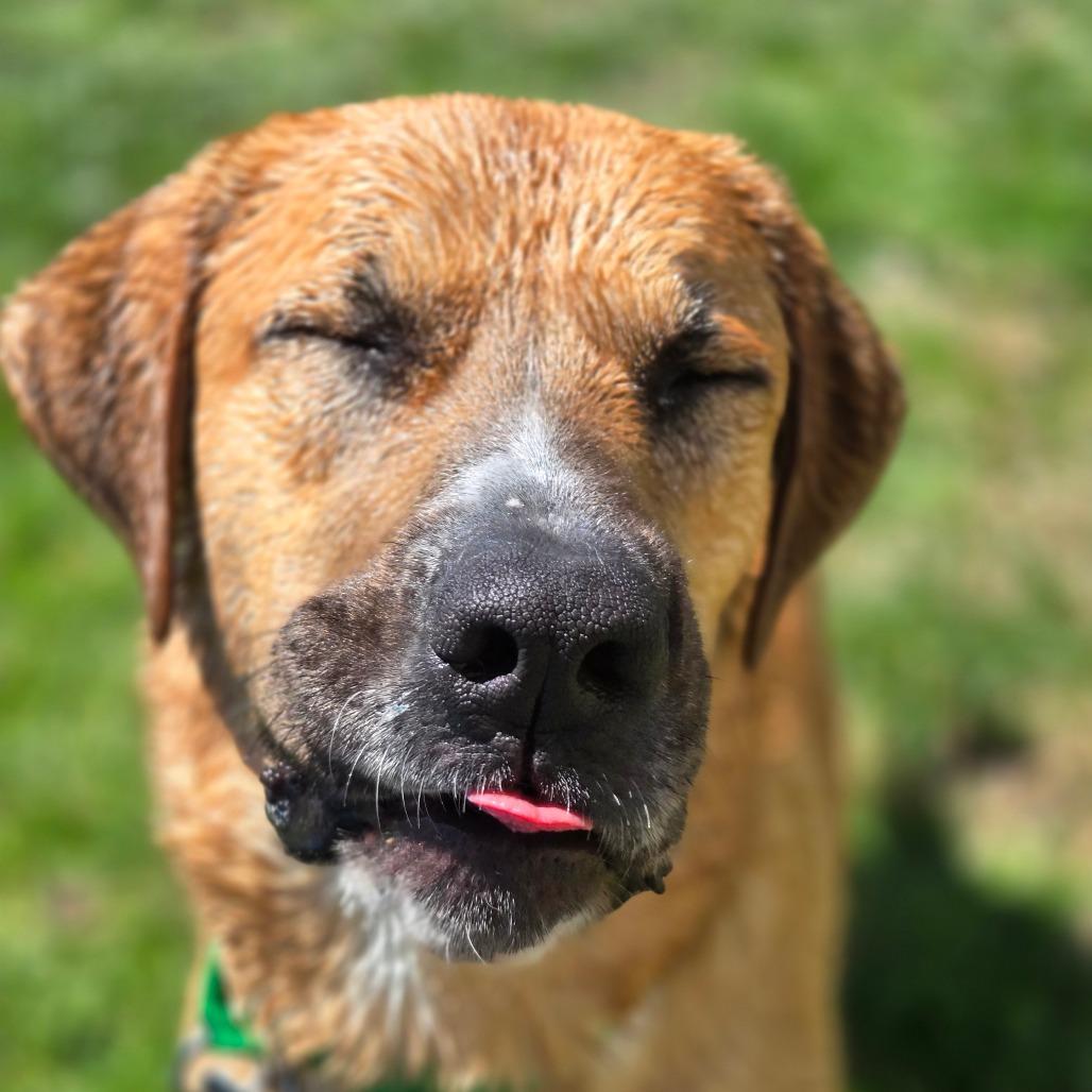 Scooby, Adoptable, Adult Male Mixed Breed.