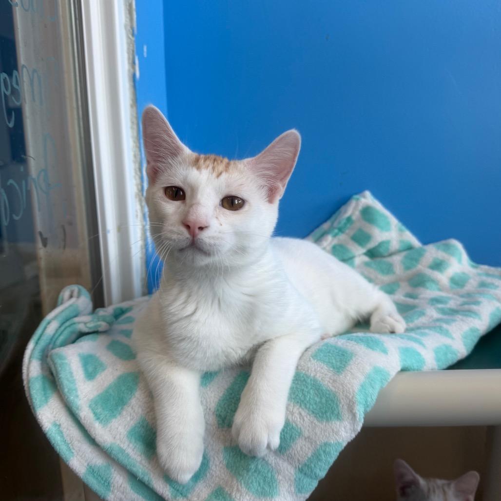 Lemon, Adoptable, Young Male Domestic Short Hair.