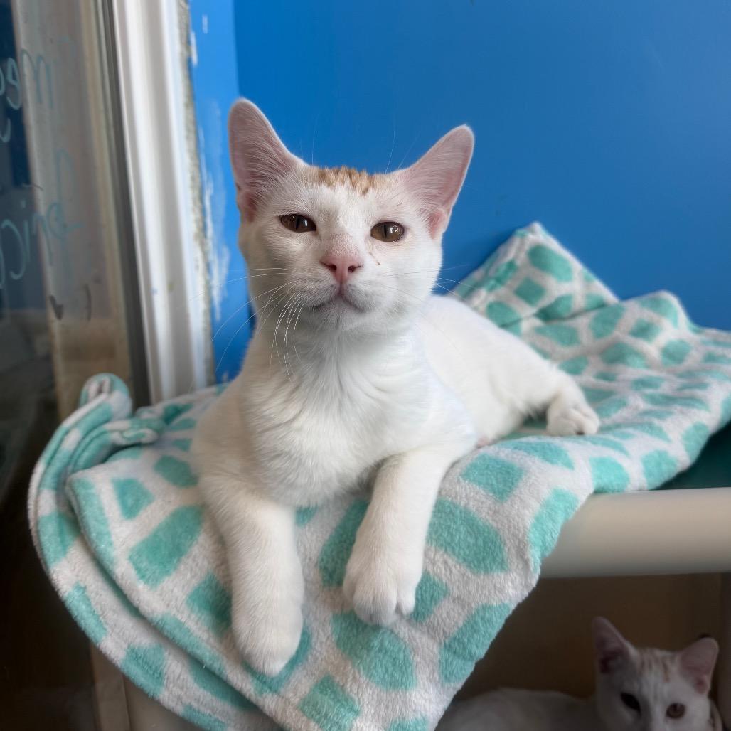 Enlarge Lemon, a Adoptable Domestic Short Hair in Mankato, MN image 2/2