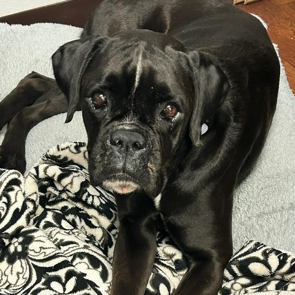 Enlarge Ellie, a ADOPTABLE Boxer in Tallahassee, FL image 1/1