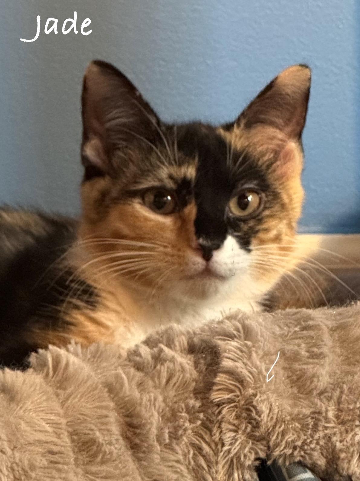 Enlarge Jade, a Adoptable Domestic Short Hair in Frederick, MD image 1/1