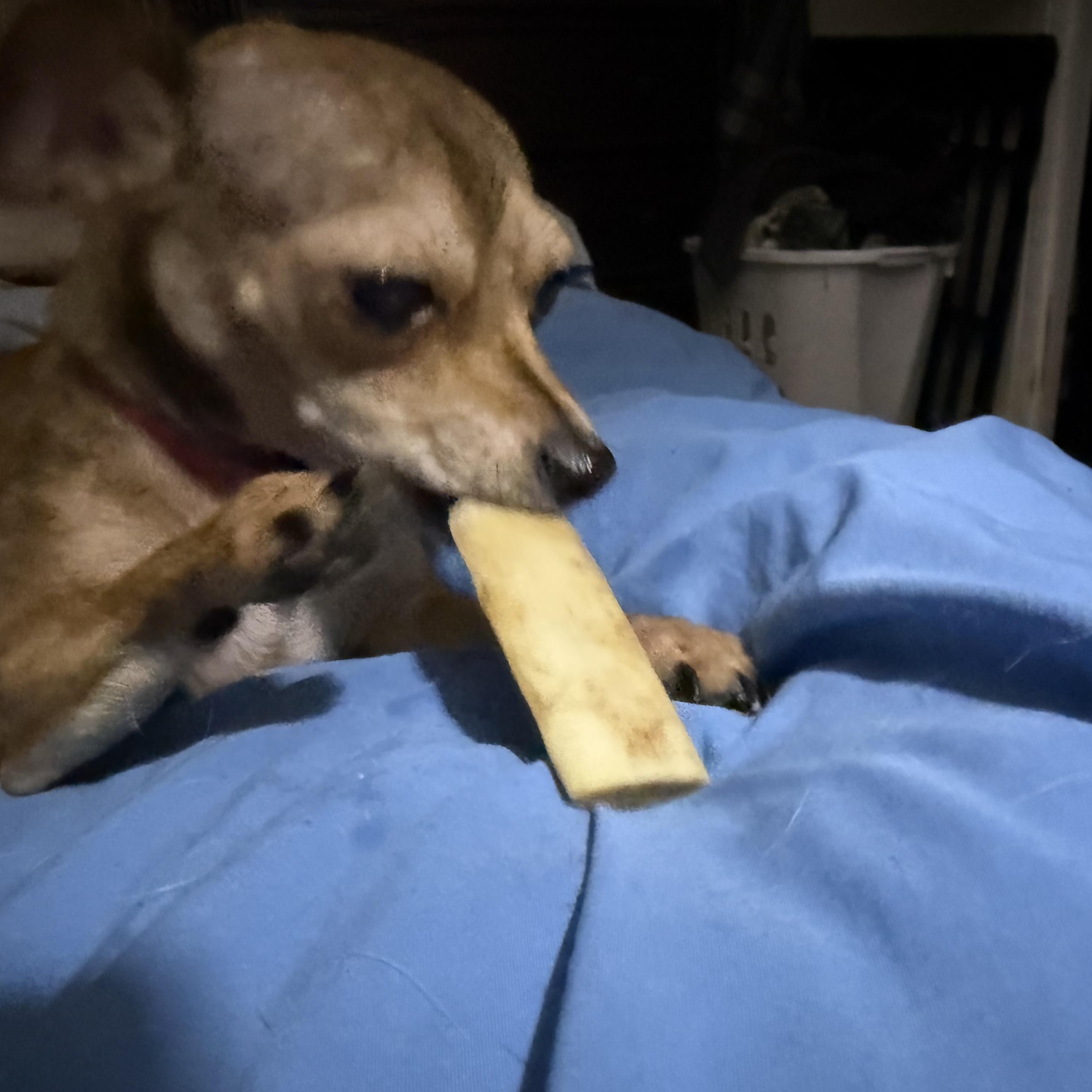 Enlarge Bug, a ADOPTABLE Chihuahua in Durham, NC image 3/5