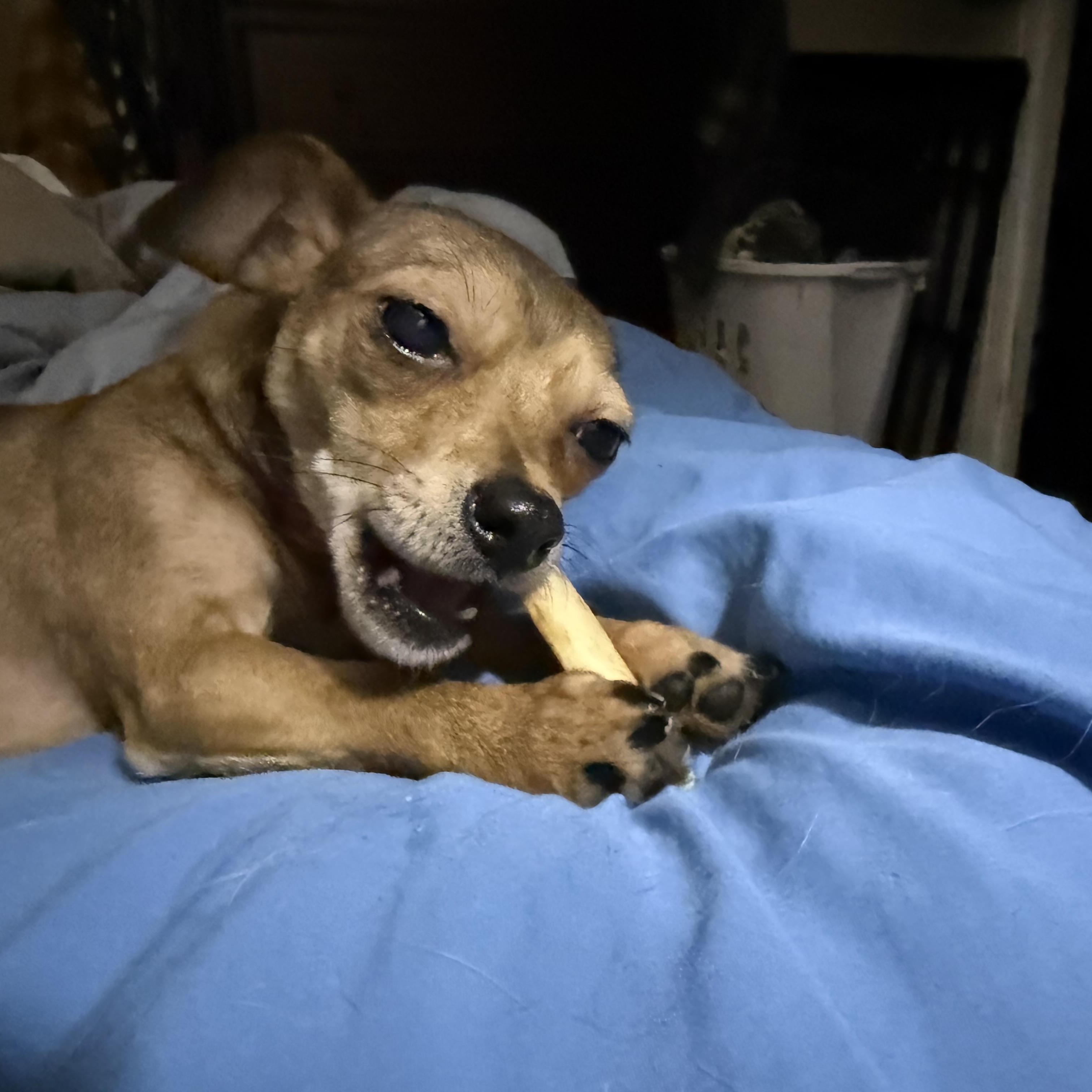 Enlarge Bug, a ADOPTABLE Chihuahua in Durham, NC image 1/5