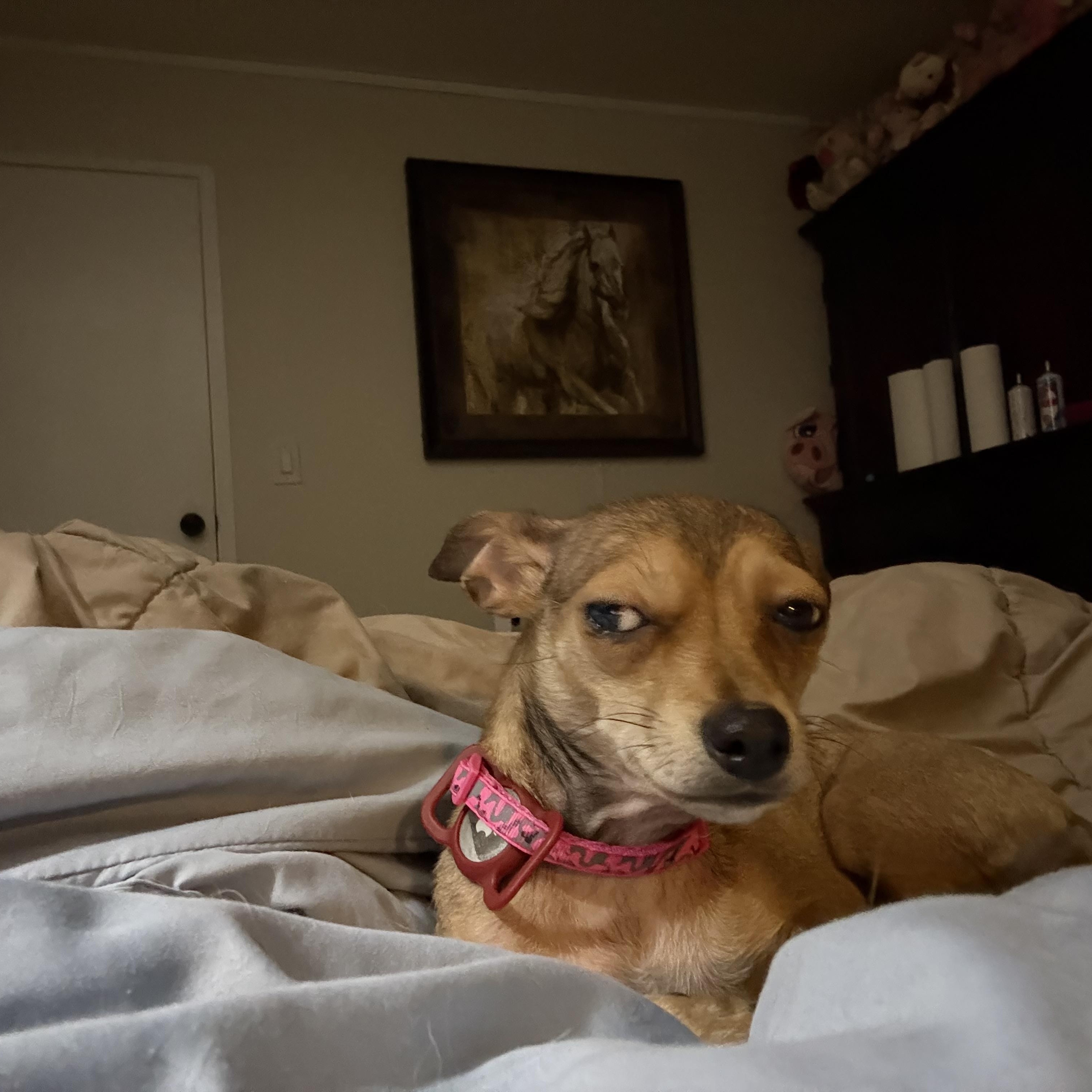 Enlarge Bug, a ADOPTABLE Chihuahua in Durham, NC image 2/5