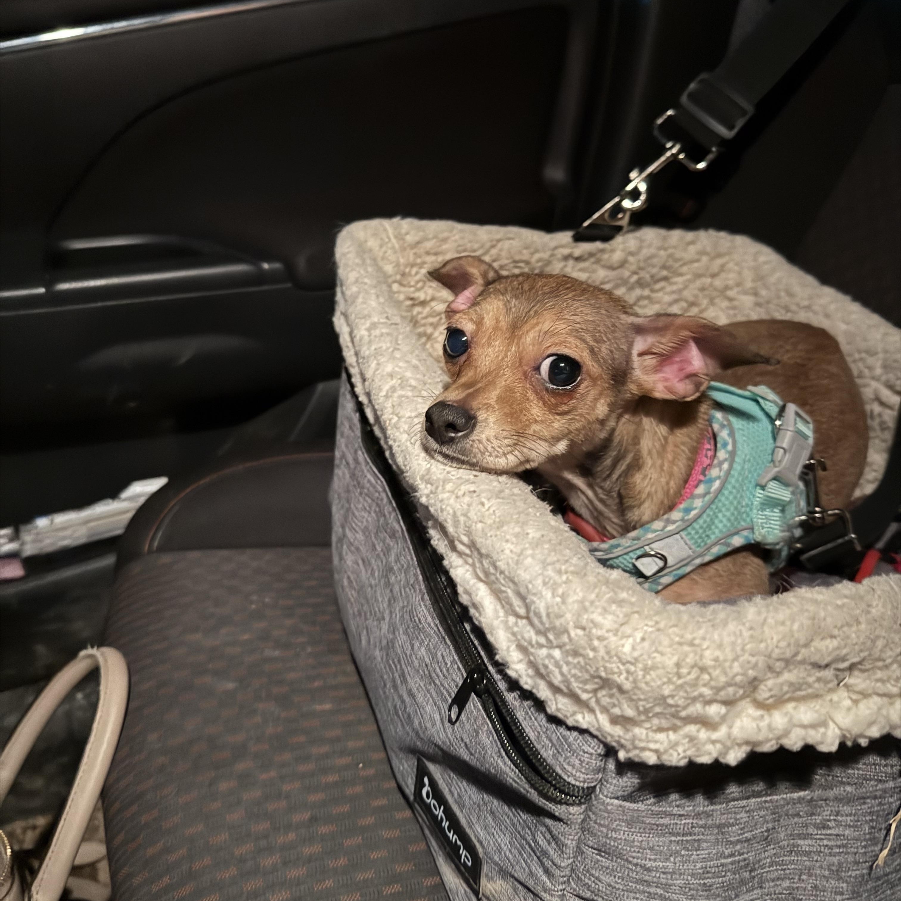 Enlarge Bug, a ADOPTABLE Chihuahua in Durham, NC image 4/5