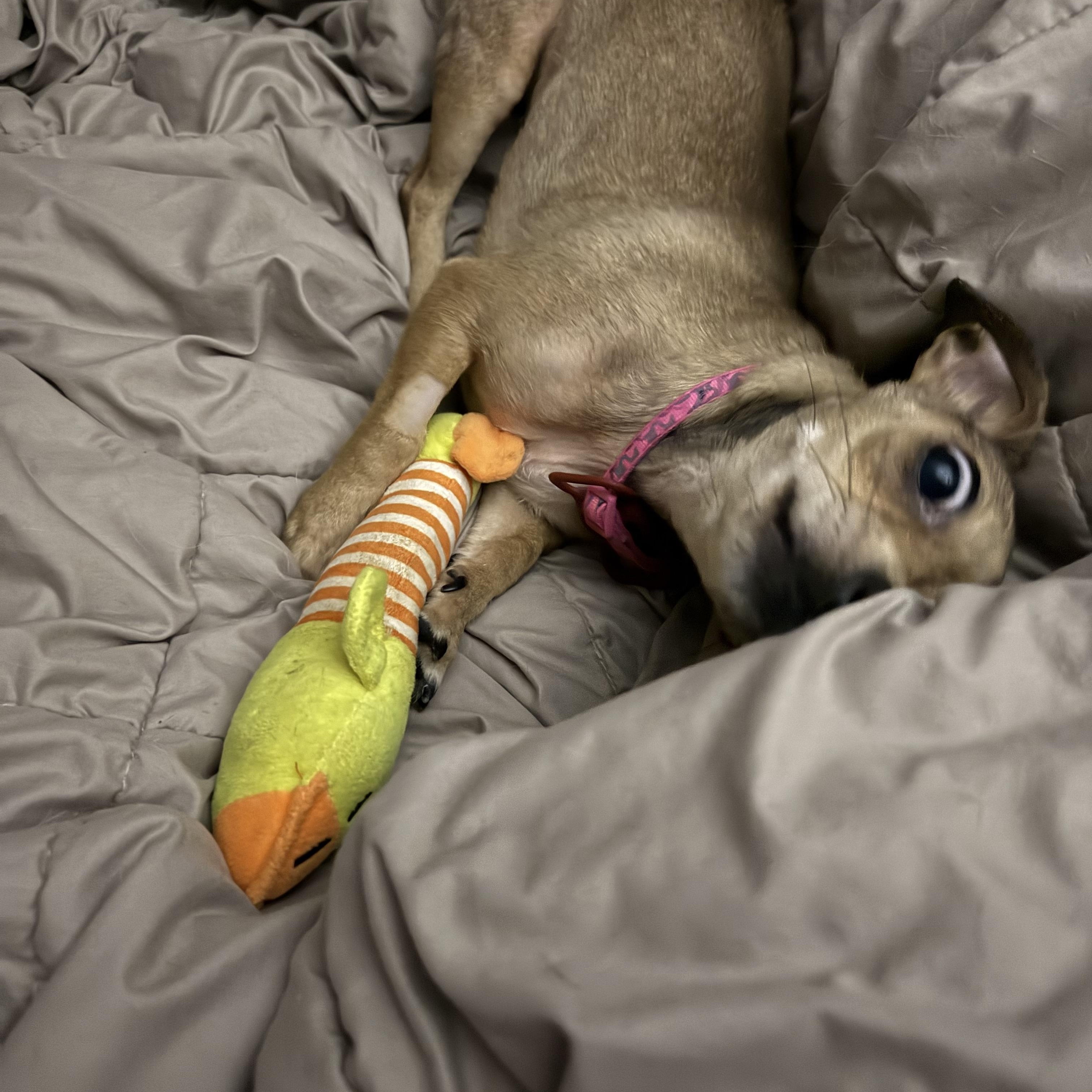 Enlarge Bug, a ADOPTABLE Chihuahua in Durham, NC image 5/5