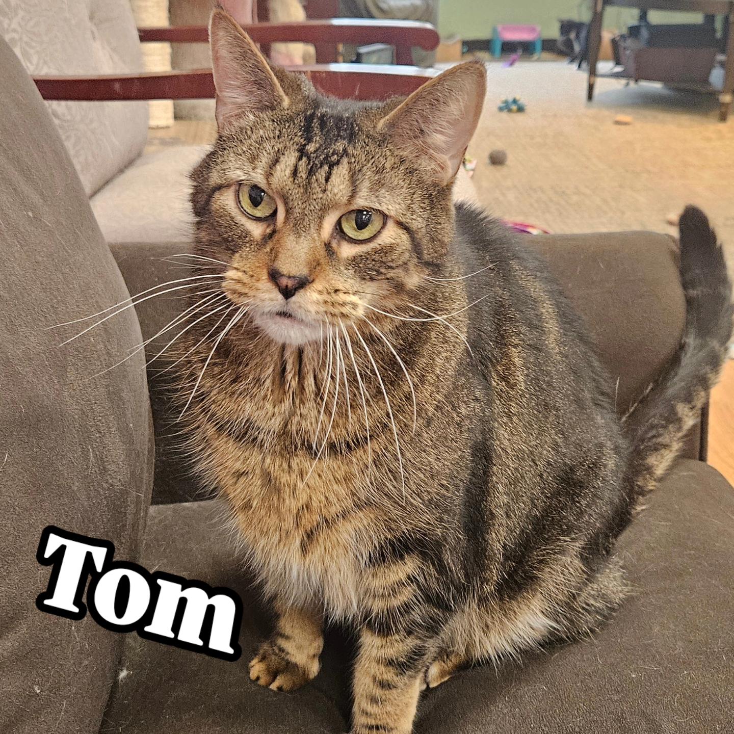 Tom, an adopted Domestic Short Hair in Rochester, NY image 1/4