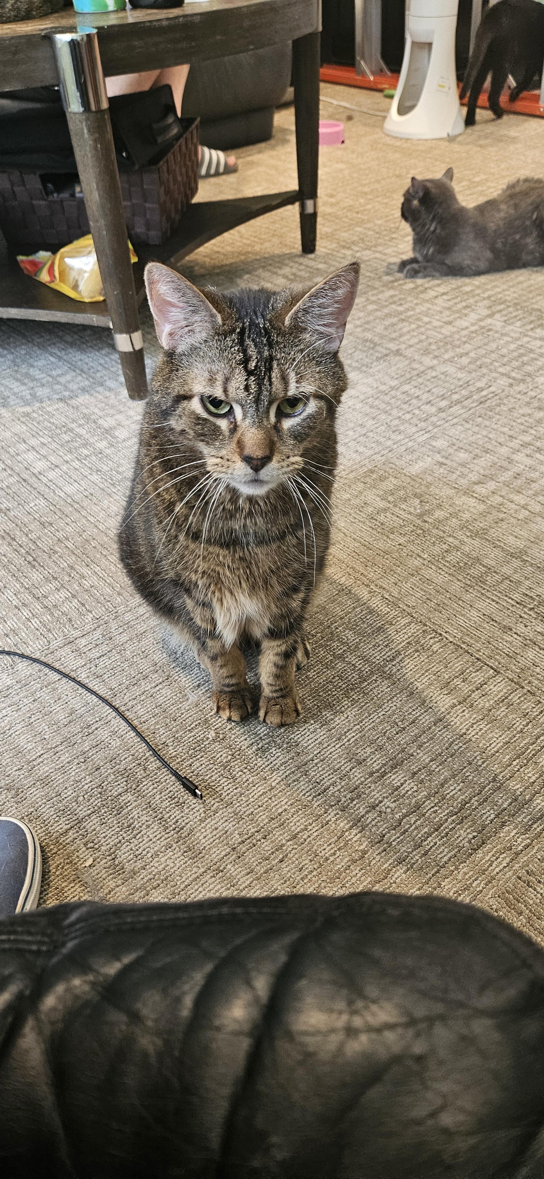 Tom, an adopted Domestic Short Hair in Rochester, NY image 2/4