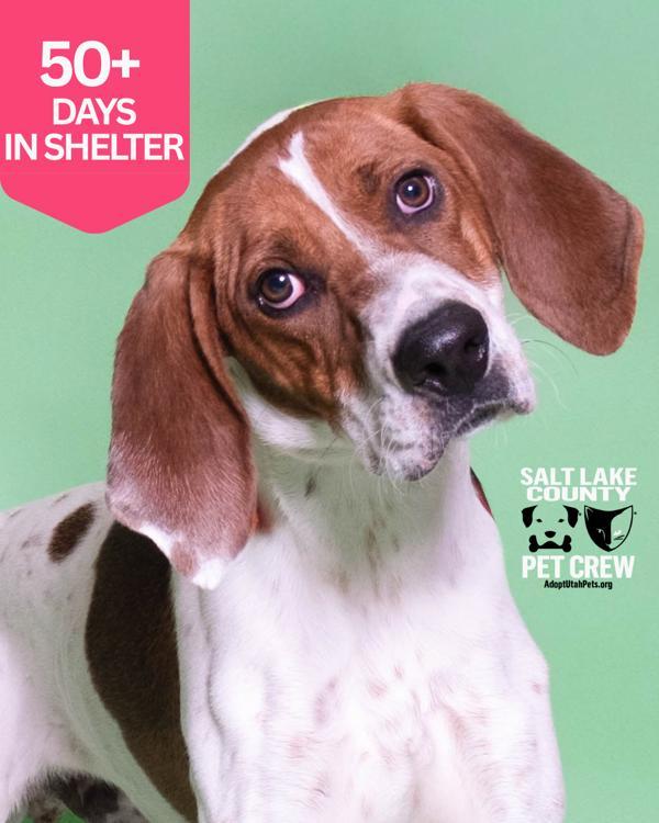*Famous Amos*, Adoptable, Young Male American Foxhound.