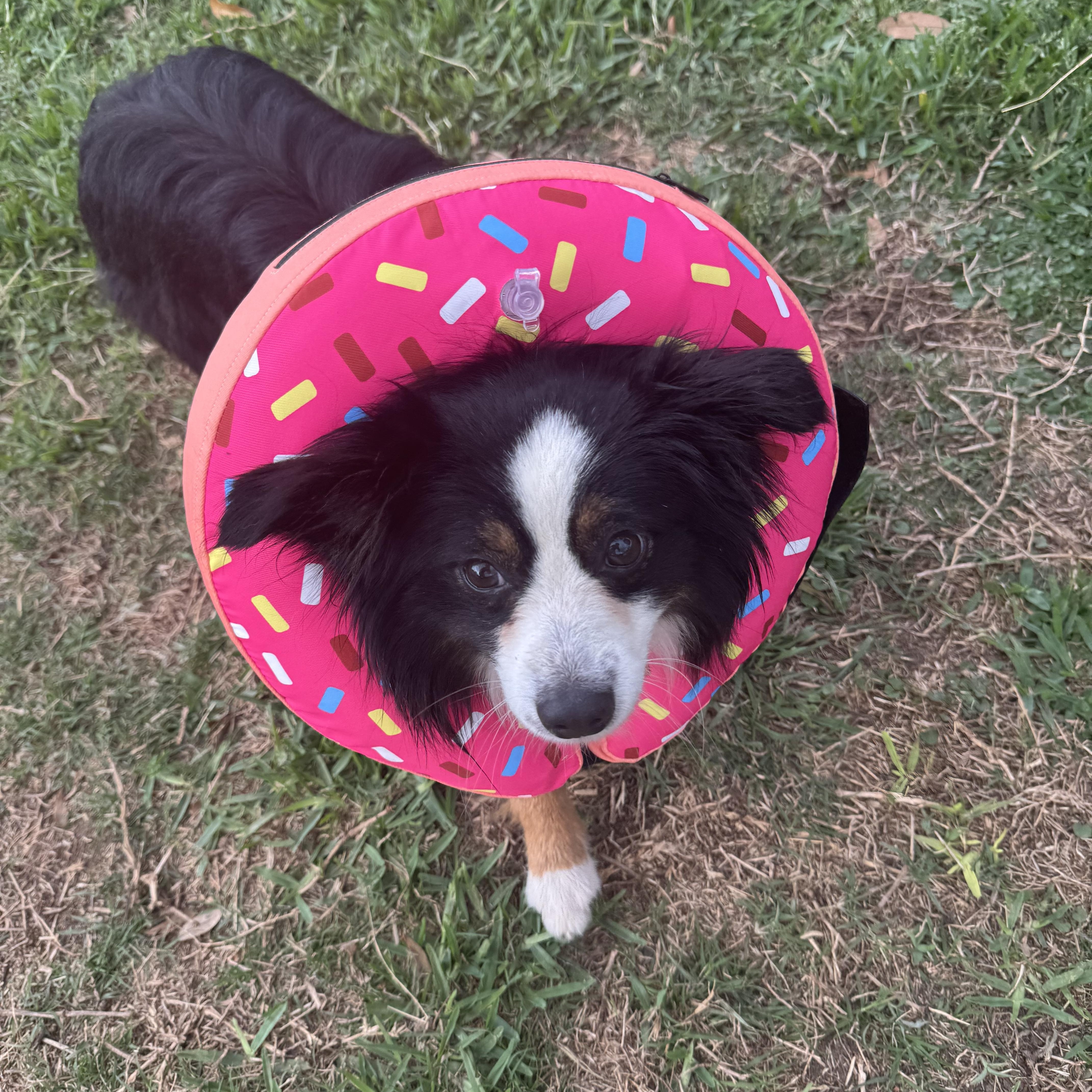 Enlarge Merlin *Courtesy Posting*, a ADOPTABLE mixed breed in Houston, TX image 4/6