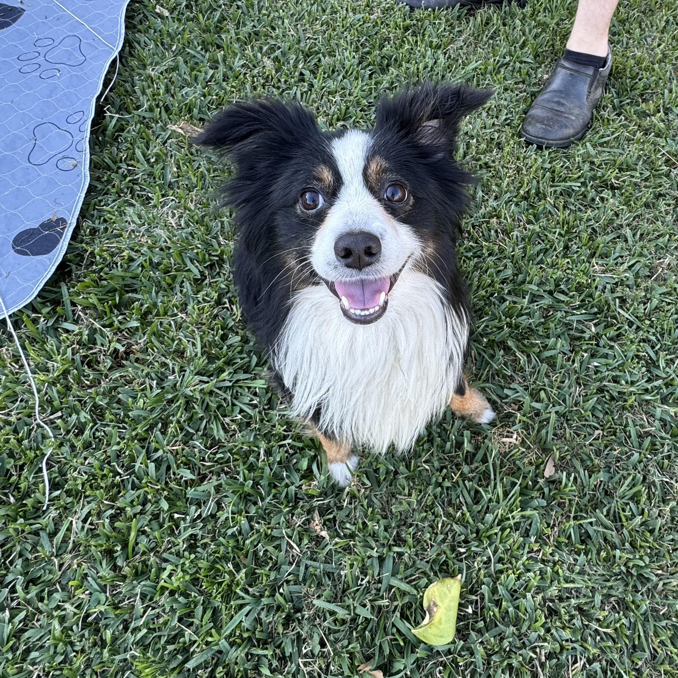 Enlarge Merlin *Courtesy Posting*, a ADOPTABLE mixed breed in Houston, TX image 3/6