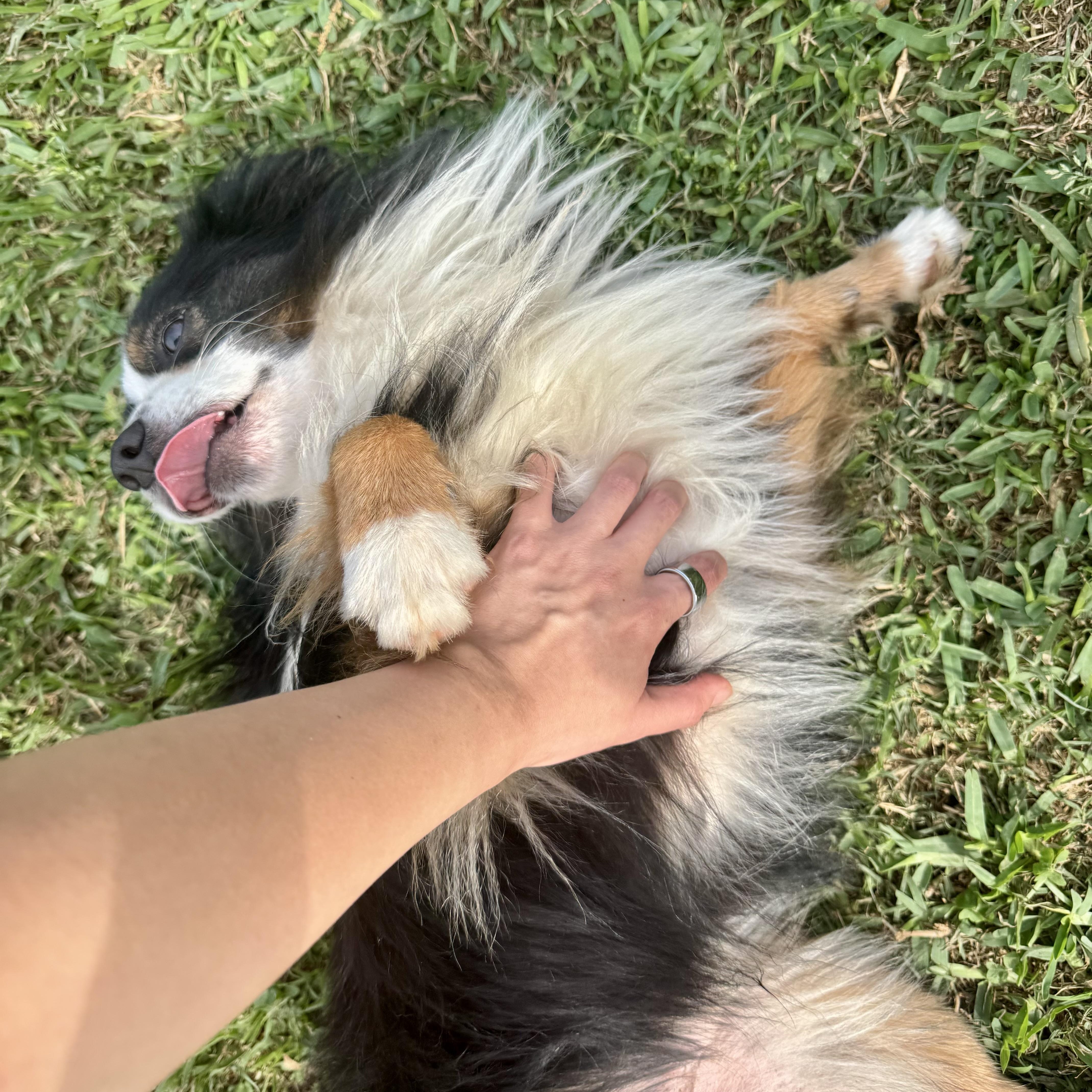 Enlarge Merlin *Courtesy Posting*, a ADOPTABLE mixed breed in Houston, TX image 6/6