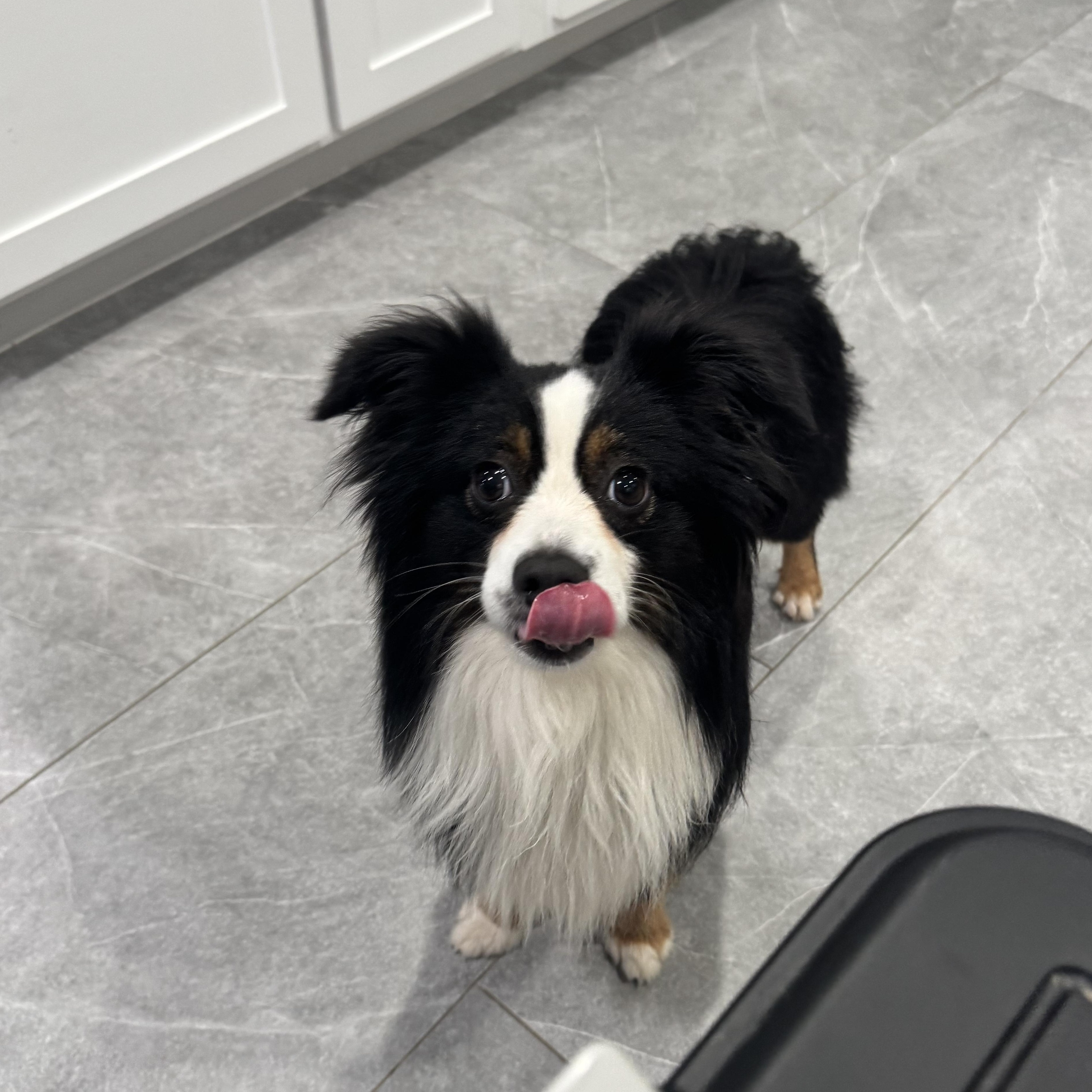 Enlarge Merlin *Courtesy Posting*, a ADOPTABLE mixed breed in Houston, TX image 2/6