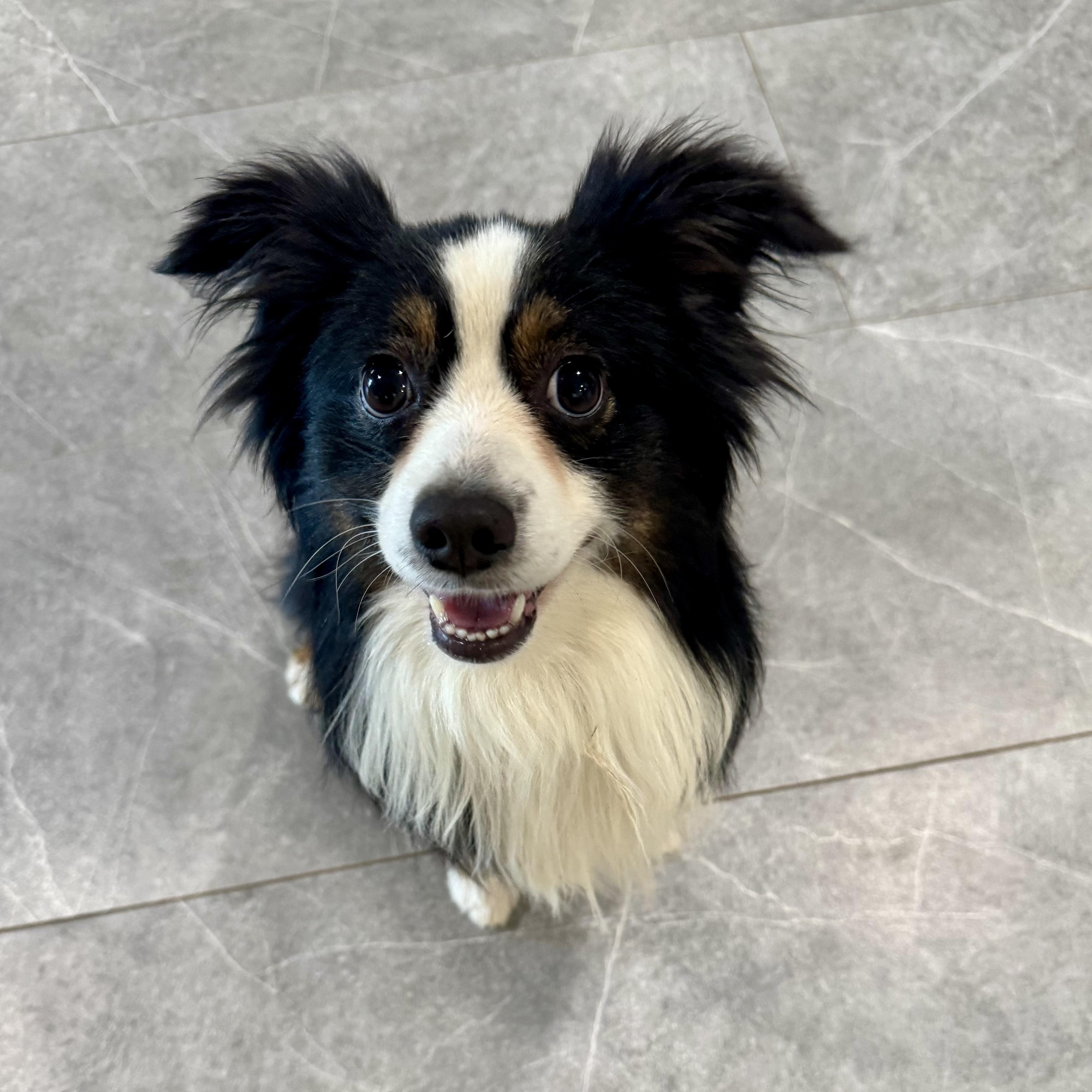 Enlarge Merlin *Courtesy Posting*, a ADOPTABLE mixed breed in Houston, TX image 5/6