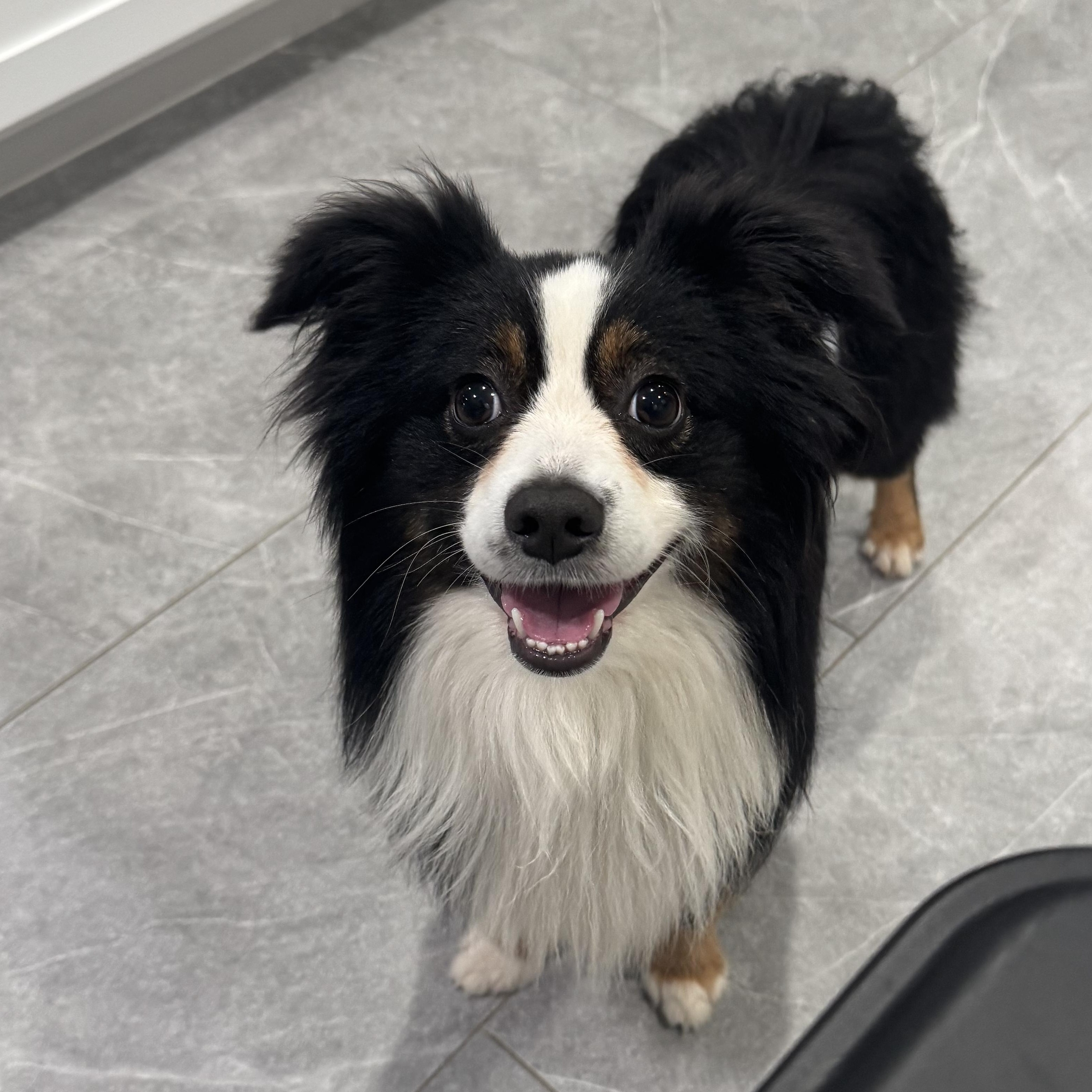 Merlin *Courtesy Posting*, ADOPTABLE, Adult Male Australian Shepherd.