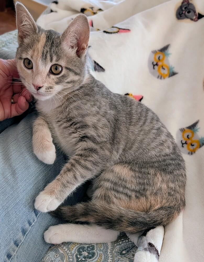 Enlarge Martha, a Adoptable Domestic Short Hair in Louisa, VA image 1/3