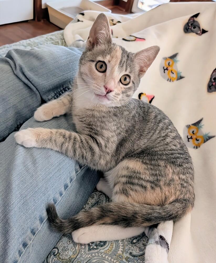 Enlarge Martha, a Adoptable Domestic Short Hair in Louisa, VA image 2/3