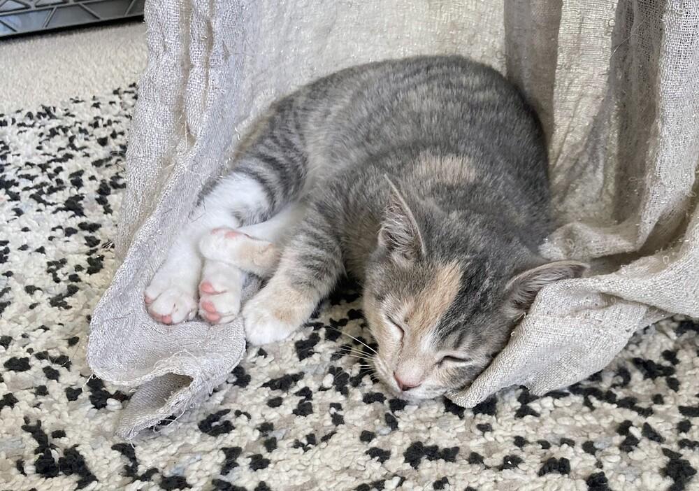 Enlarge Martha, a Adoptable Domestic Short Hair in Louisa, VA image 3/3