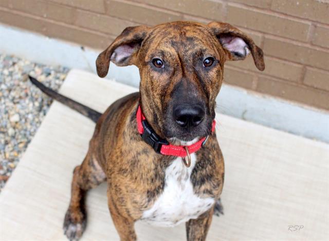 KOBI, Adoptable, Young Male Plott Hound & Mixed Breed.