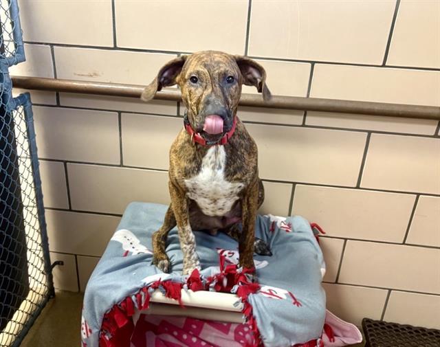 Enlarge KOBI, a Adoptable mixed breed in Fort Wayne, IN image 1/1