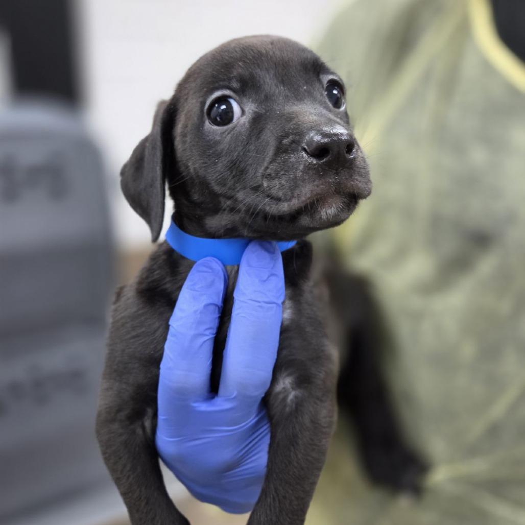 Muta, Adoptable, Puppy Female Retriever & Pit Bull Terrier.