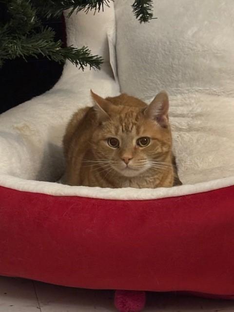 Enlarge Tigra & Gabe, a ADOPTABLE Domestic Short Hair in Fredericton, NB image 3/3