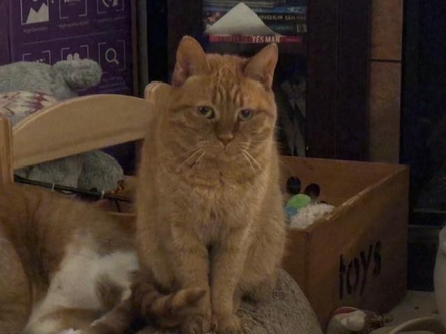 Enlarge Tigra & Gabe, a ADOPTABLE Domestic Short Hair in Fredericton, NB image 2/3