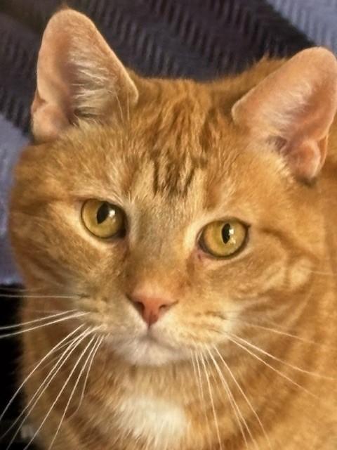 Enlarge Tigra & Gabe, a ADOPTABLE Domestic Short Hair in Fredericton, NB image 1/3