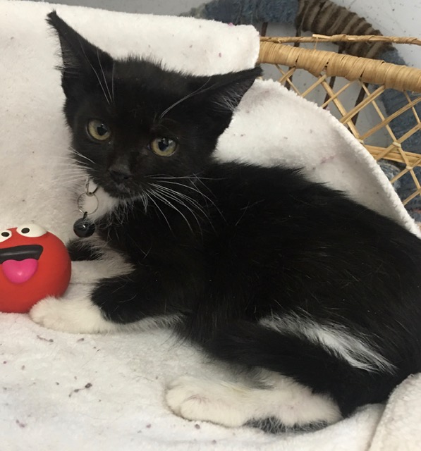 Cat for adoption Compass, a Domestic Short Hair in Yakima, WA Petfinder