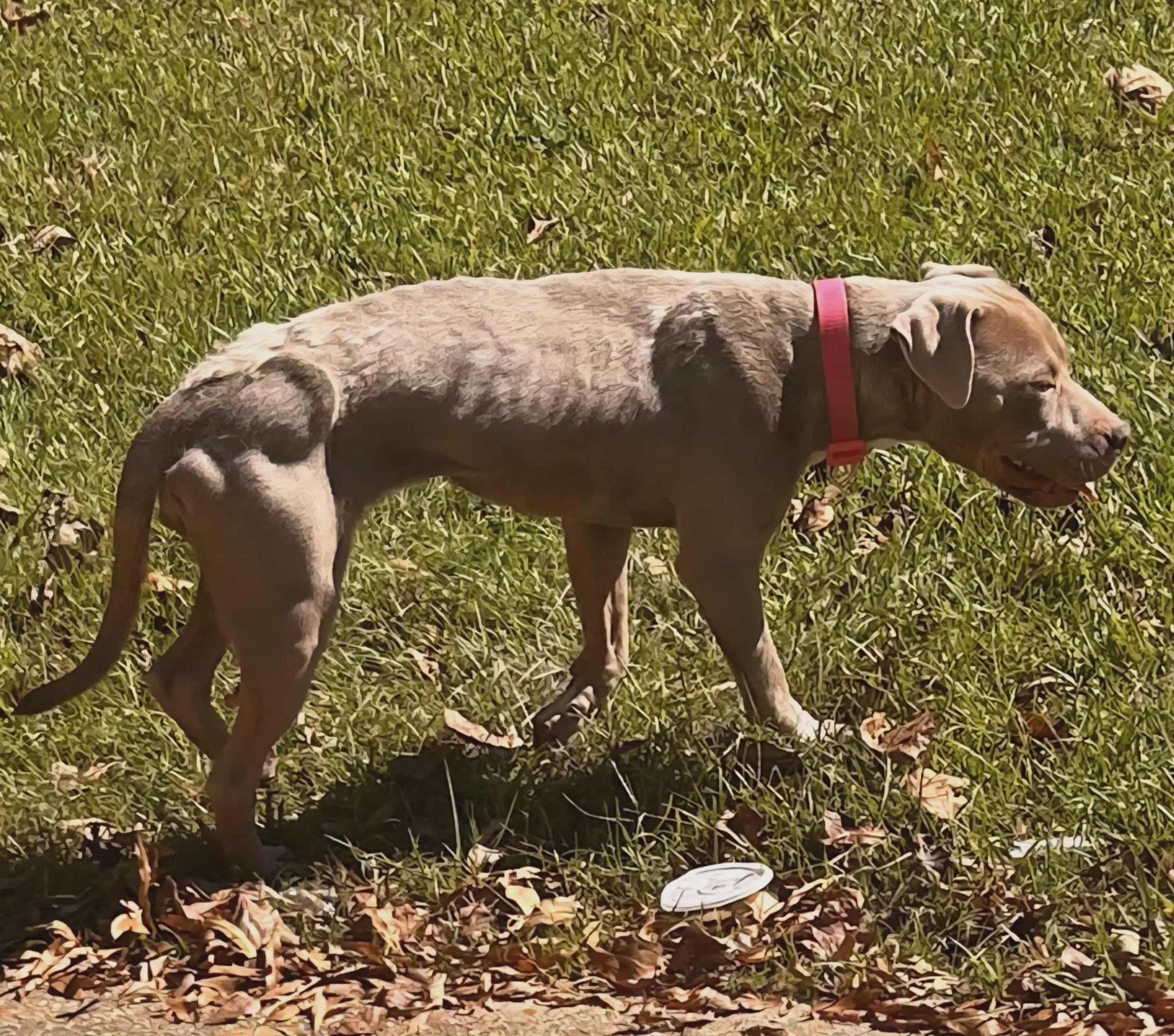 Enlarge Hope, a Adoptable mixed breed in Tupelo, MS image 4/6