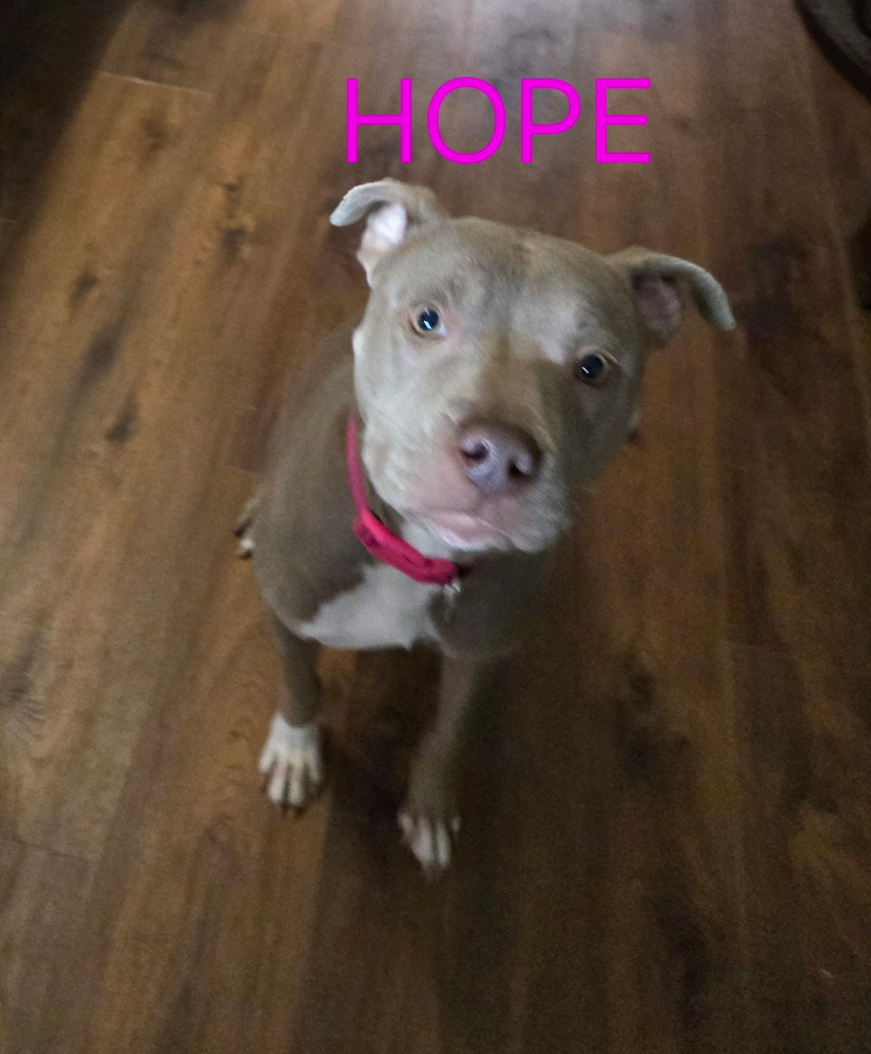 Enlarge Hope, a Adoptable mixed breed in Tupelo, MS image 2/6
