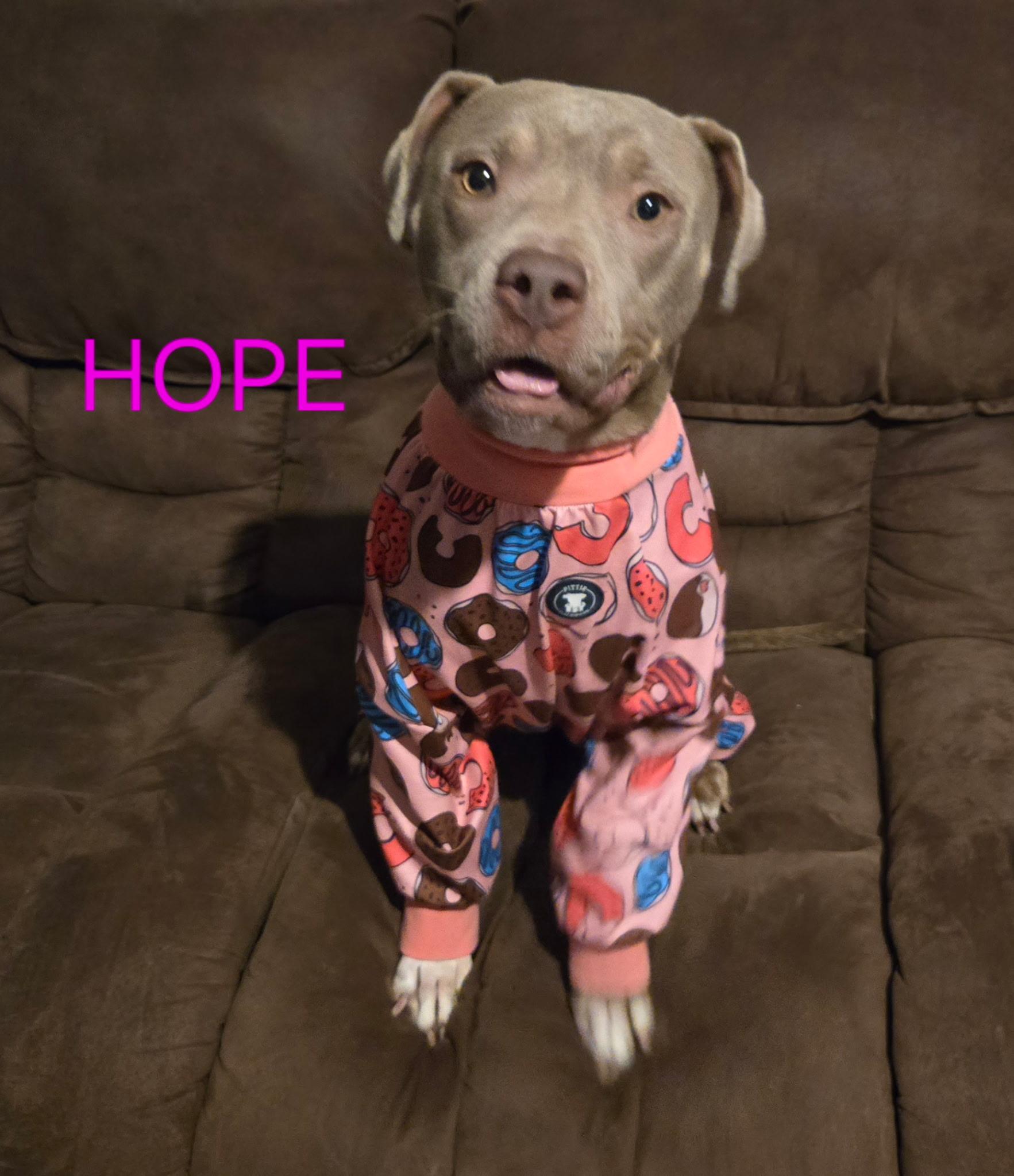 Enlarge Hope, a Adoptable mixed breed in Tupelo, MS image 3/6