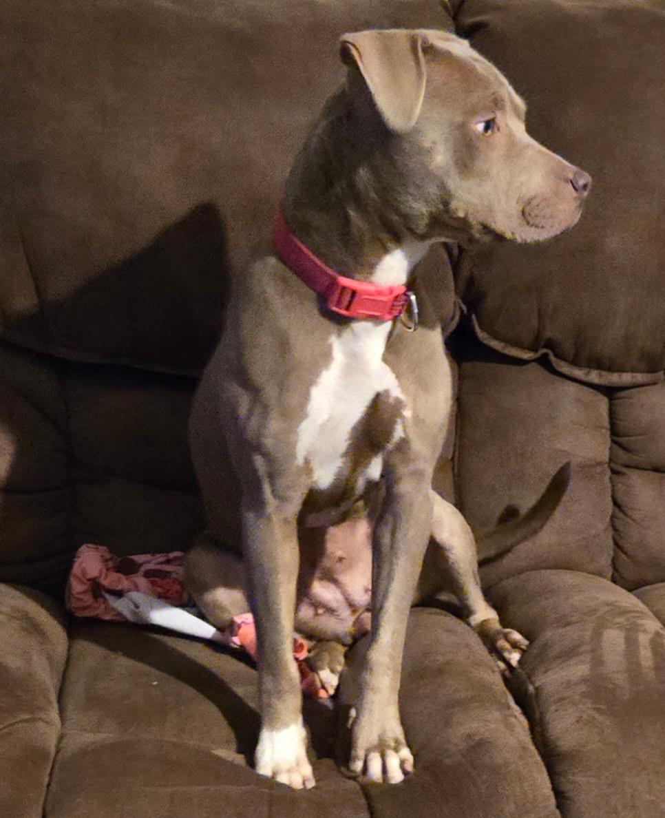 Enlarge Hope, a Adoptable mixed breed in Tupelo, MS image 5/6