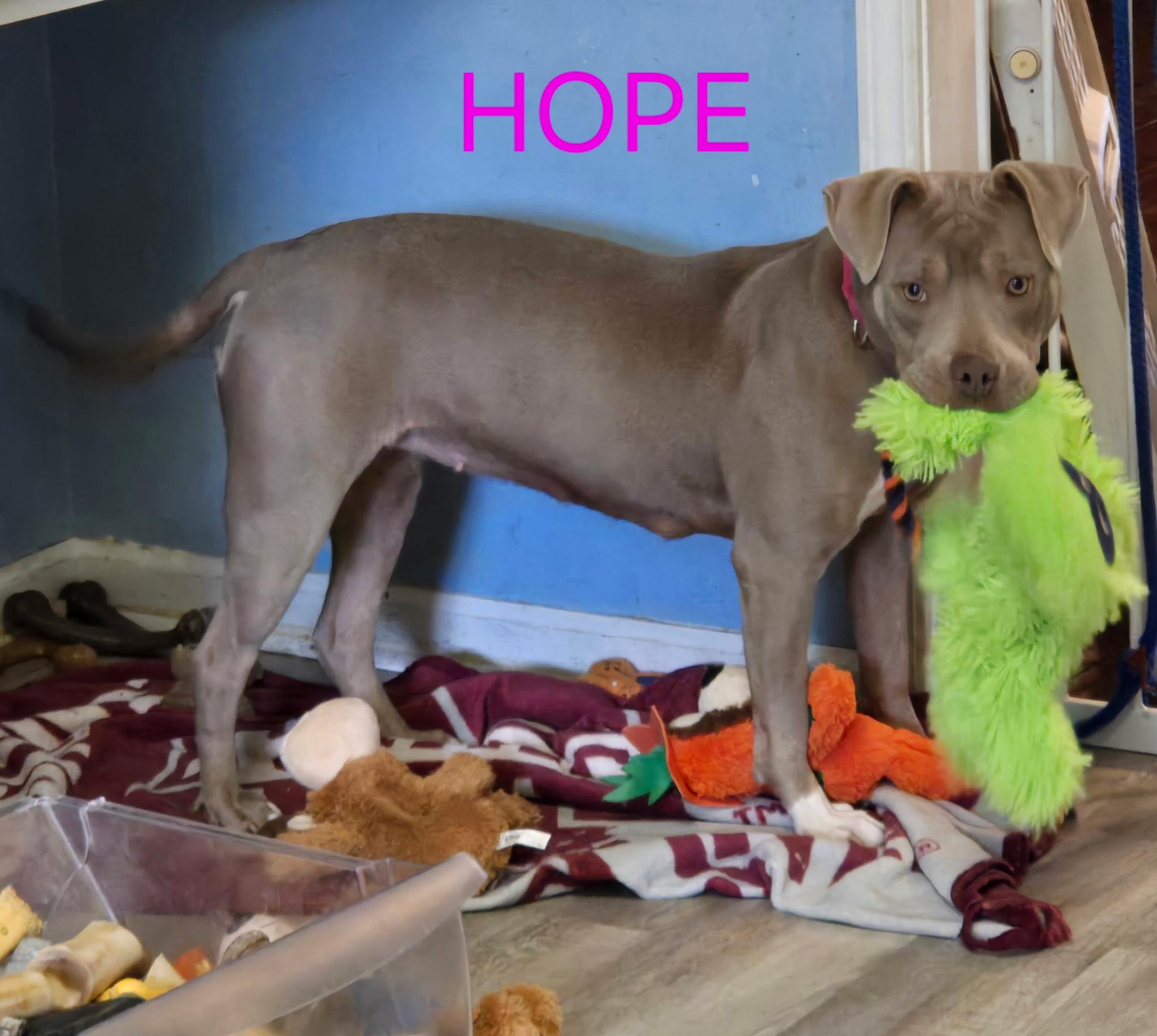 Enlarge Hope, a Adoptable mixed breed in Tupelo, MS image 1/6