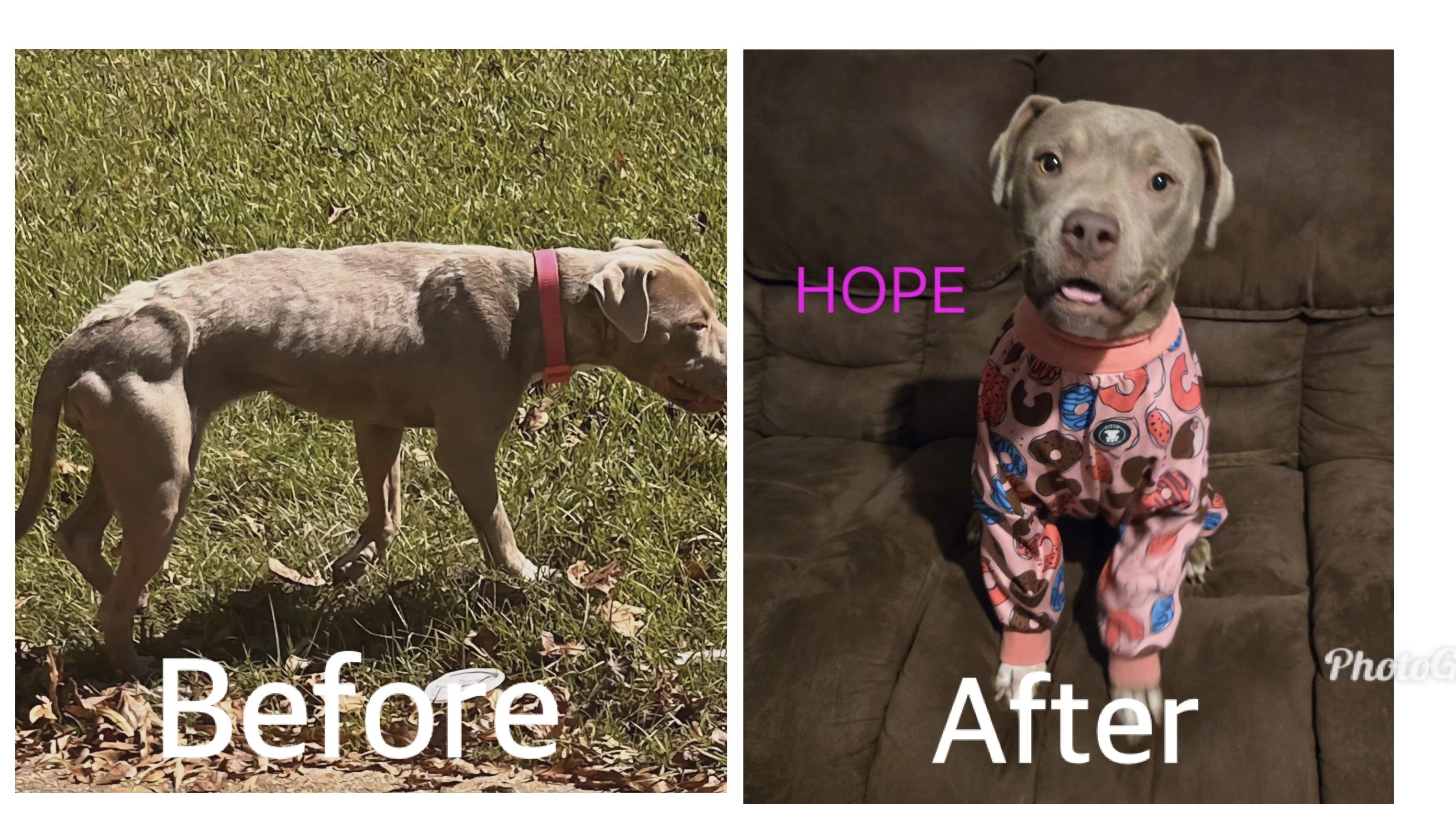 Enlarge Hope, a Adoptable mixed breed in Tupelo, MS image 6/6