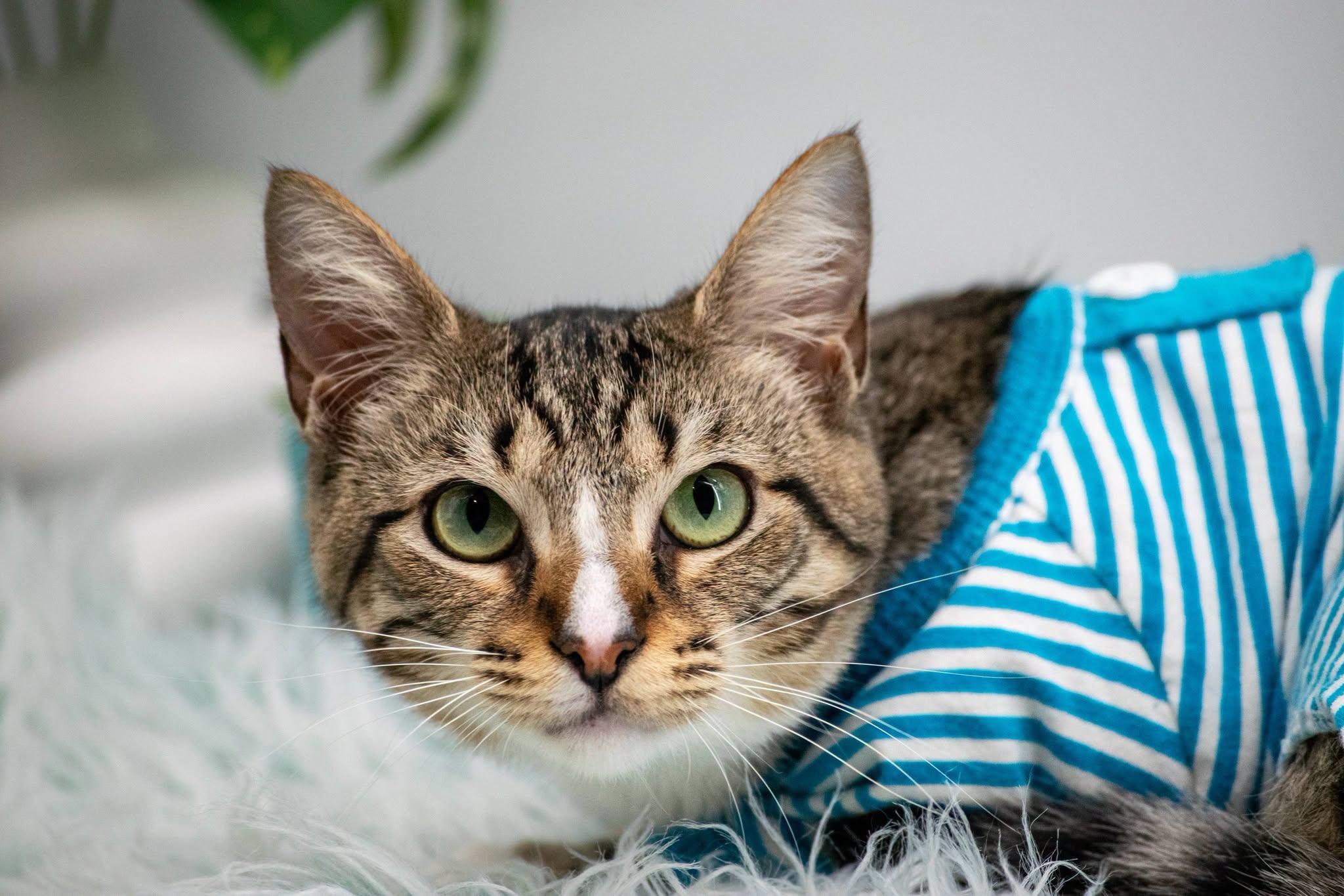 Enlarge Sleepy, a ADOPTABLE Domestic Short Hair in Sevierville, TN image 3/4
