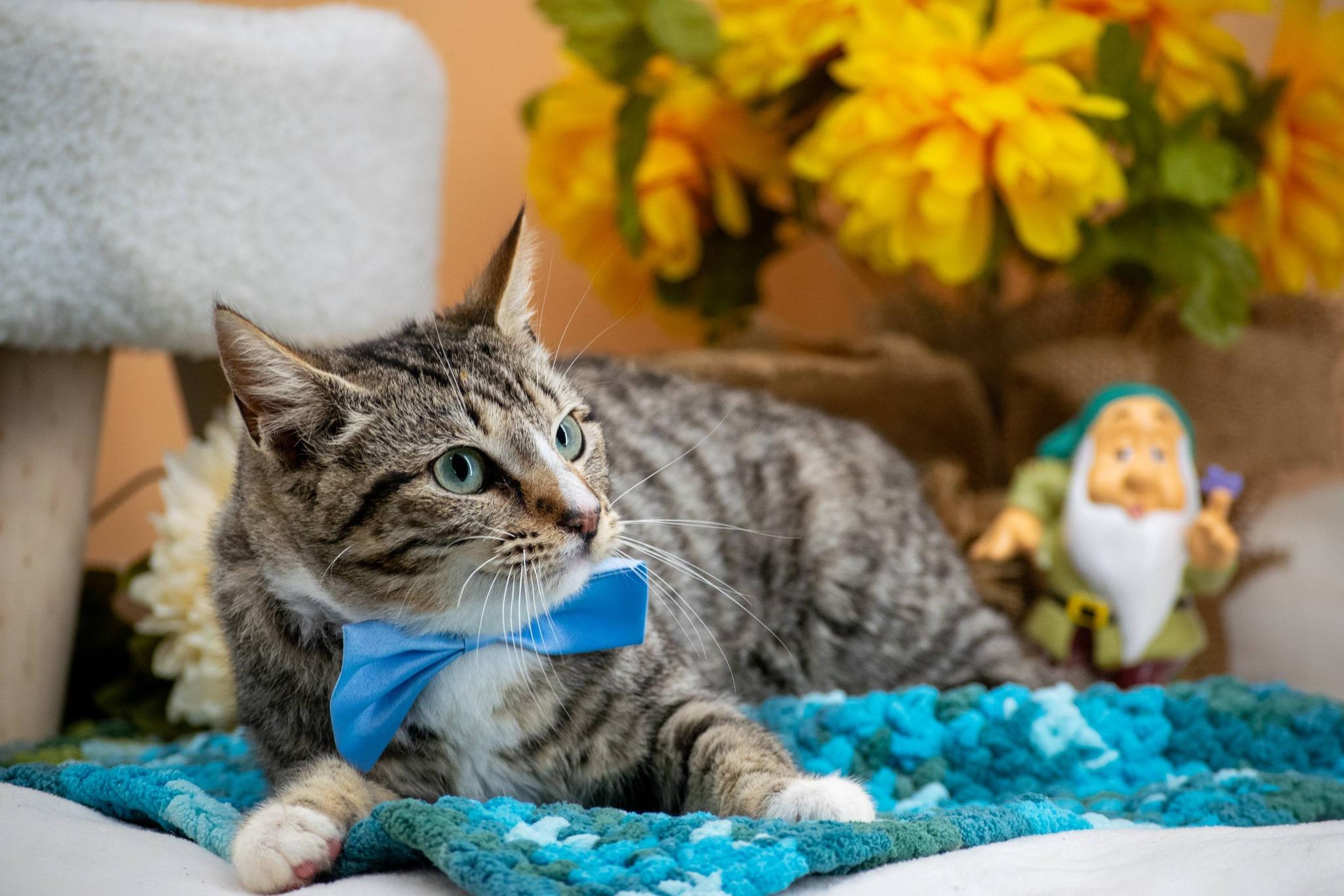 Enlarge Sleepy, a ADOPTABLE Domestic Short Hair in Sevierville, TN image 2/4