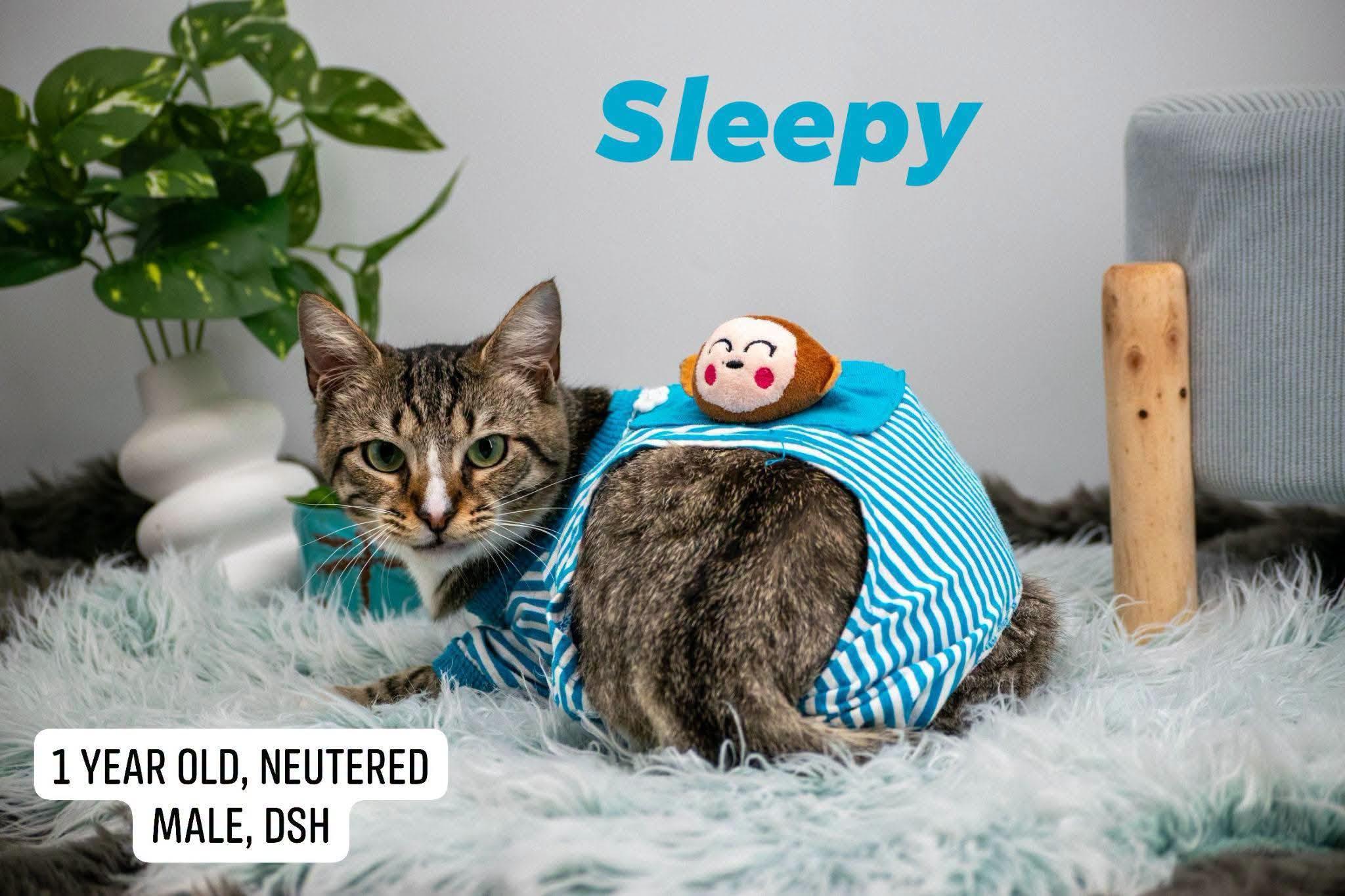 Enlarge Sleepy, a ADOPTABLE Domestic Short Hair in Sevierville, TN image 1/4