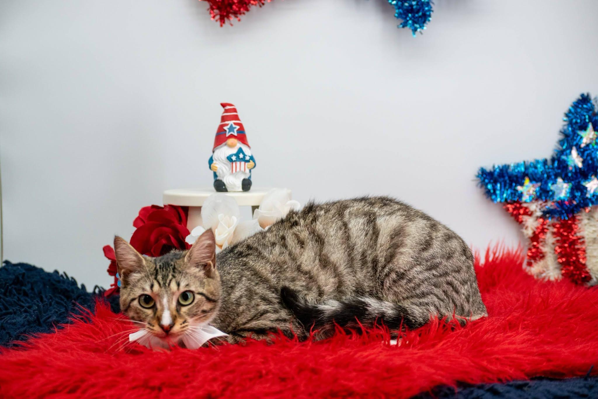Sleepy, a ADOPTABLE Domestic Short Hair in Sevierville, TN image 2/4