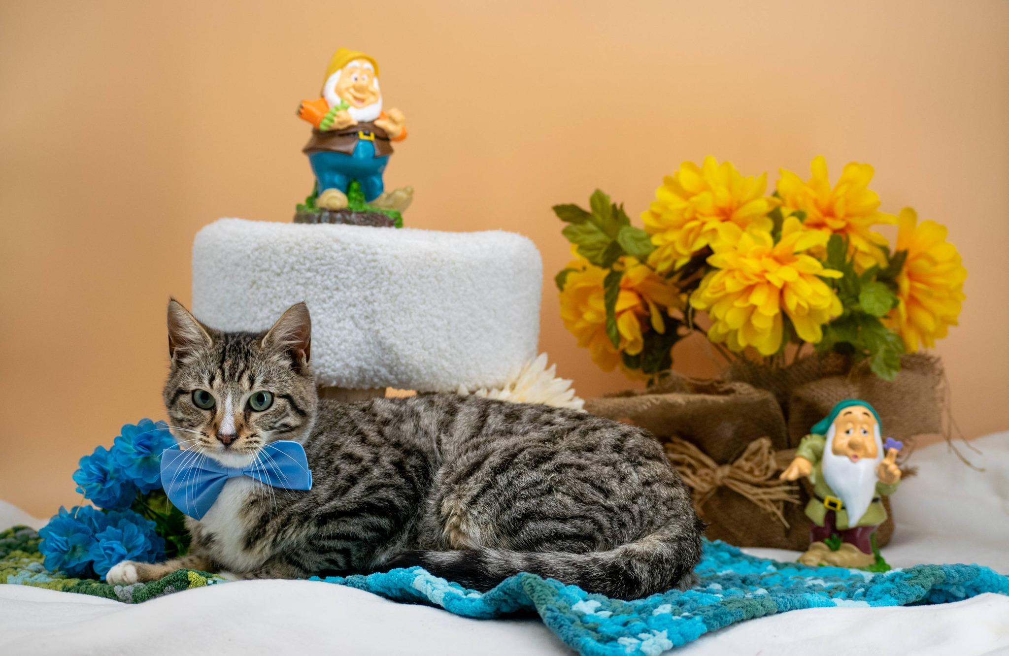 Enlarge Sleepy, a ADOPTABLE Domestic Short Hair in Sevierville, TN image 4/4